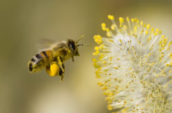 Stock photo of a honey bee flying to pollen