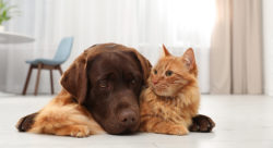 Stock photo of a cat and dog snuggling together indoors.